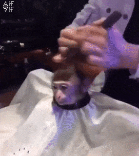 Обезьяна в парикмахерской, Monkey Haircut, обезьяна в парикмахерской мем, мем обезьяна в парикмахерской, обезьяна в парикмахерской видео. видео обезьяна в парикмахерской, обезьяна в салоне мем, мем обезьяна в салоне, обезьяна в салоне видео, видео обезьяна в салоне, обезьяна с прической, обезьяне делают прическу, мартышка в парикмахерской, обезьянка в парикмахерской