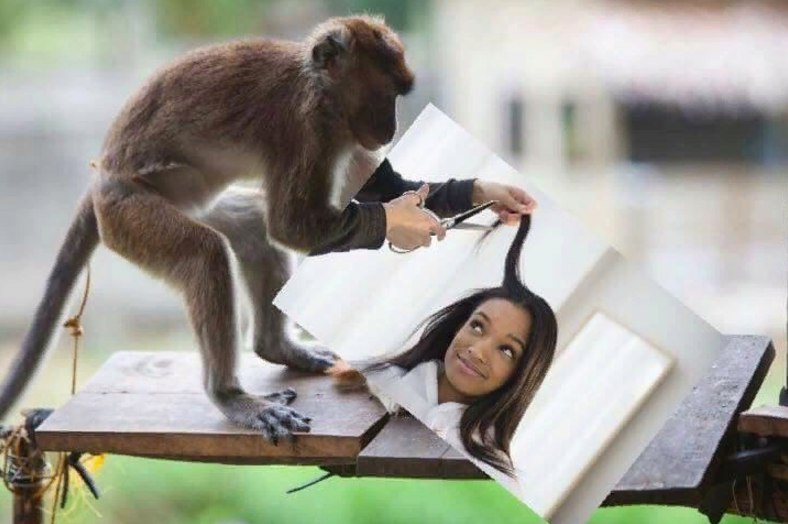 Обезьяна в парикмахерской, Monkey Haircut, обезьяна в парикмахерской мем, мем обезьяна в парикмахерской, обезьяна в парикмахерской видео. видео обезьяна в парикмахерской, обезьяна в салоне мем, мем обезьяна в салоне, обезьяна в салоне видео, видео обезьяна в салоне, обезьяна с прической, обезьяне делают прическу, мартышка в парикмахерской, обезьянка в парикмахерской