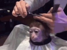 Обезьяна в парикмахерской, Monkey Haircut, обезьяна в парикмахерской мем, мем обезьяна в парикмахерской, обезьяна в парикмахерской видео. видео обезьяна в парикмахерской, обезьяна в салоне мем, мем обезьяна в салоне, обезьяна в салоне видео, видео обезьяна в салоне, обезьяна с прической, обезьяне делают прическу, мартышка в парикмахерской, обезьянка в парикмахерской