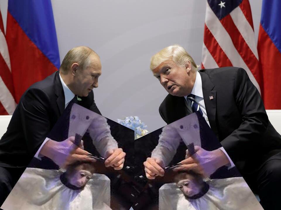 Обезьяна в парикмахерской, Monkey Haircut, обезьяна в парикмахерской мем, мем обезьяна в парикмахерской, обезьяна в парикмахерской видео. видео обезьяна в парикмахерской, обезьяна в салоне мем, мем обезьяна в салоне, обезьяна в салоне видео, видео обезьяна в салоне, обезьяна с прической, обезьяне делают прическу, мартышка в парикмахерской, обезьянка в парикмахерской