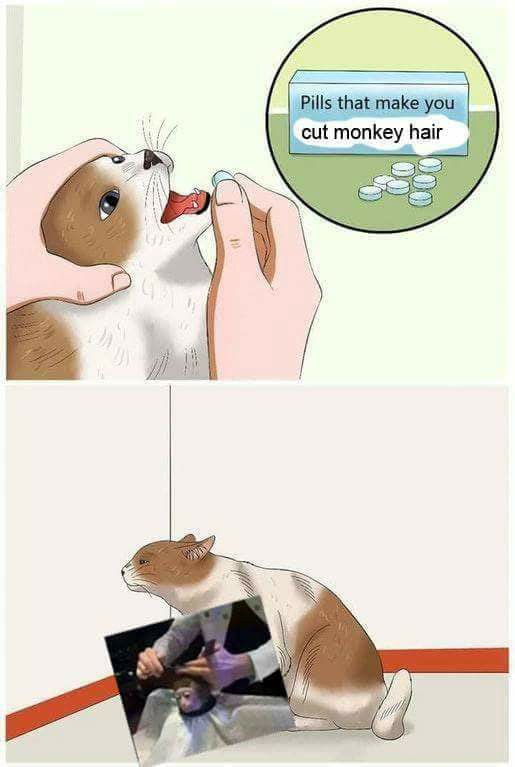 Обезьяна в парикмахерской, Monkey Haircut, обезьяна в парикмахерской мем, мем обезьяна в парикмахерской, обезьяна в парикмахерской видео. видео обезьяна в парикмахерской, обезьяна в салоне мем, мем обезьяна в салоне, обезьяна в салоне видео, видео обезьяна в салоне, обезьяна с прической, обезьяне делают прическу, мартышка в парикмахерской, обезьянка в парикмахерской