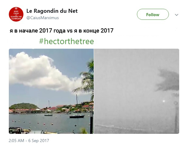 гектор пальма, пальма гектор, мемы про гектора, hector, hector the tree, hectorthetree, save hector, savehector