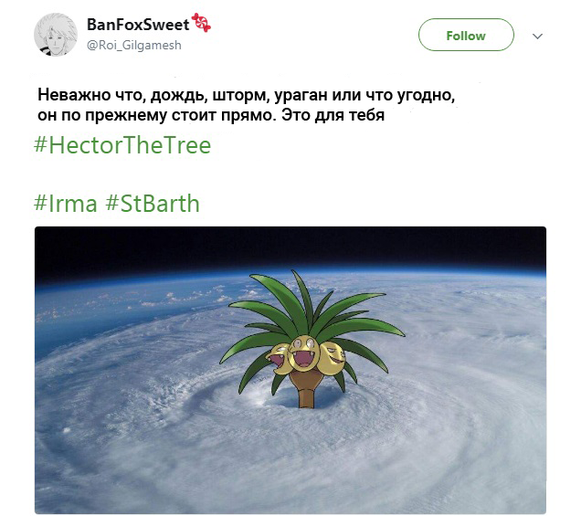 гектор пальма, пальма гектор, мемы про гектора, hector, hector the tree, hectorthetree, save hector, savehector