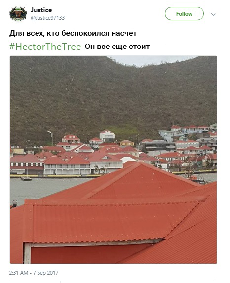 гектор пальма, пальма гектор, мемы про гектора, hector, hector the tree, hectorthetree, save hector, savehector
