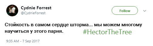 гектор пальма, пальма гектор, мемы про гектора, hector, hector the tree, hectorthetree, save hector, savehector