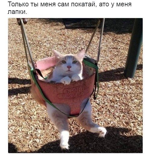 реклама эльдорадо у меня лапки, реклама эльдорадо кот у меня лапки, реклама у меня лапки, у меня лапки видео, у нас лапки, не будет делать у нас лапки, сделай сам у меня лапки, покатай у меня лапки, не могу ничего делать у меня лапки, Не могу у меня лапки, не могу лапки, лапки, мем про лапки, лапки котика, что за мем с лапками котика, что за мем про лапки, откуда взялось не могу у меня лапки, шутки про лапки, что значит не могу у меня лапки, картинки про лапки, шутки про лапки, фраза у меня лапки происхождение, происхождение мема у меня лапки, что значит у меня лапки, почему пишут у меня лапки, почему говорят у меня лапки, почему говорят не могу сделать у меня лапки
