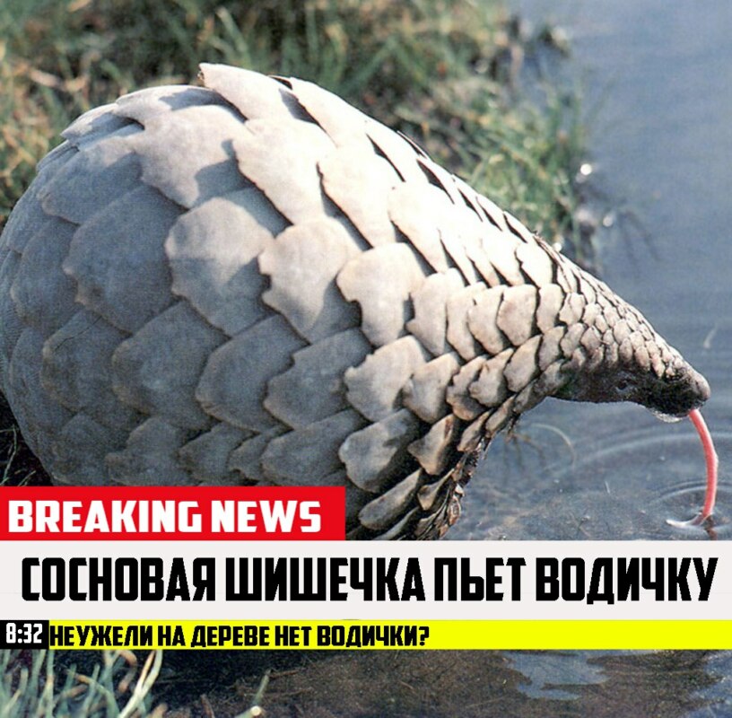 срочные новости с животными шаблон (2)