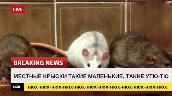 срочные новости с животными шаблон (4)