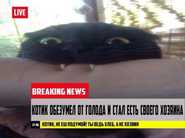 срочные новости с животными шаблон (6)