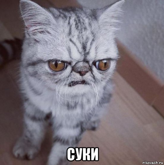 хмурый кот мем (2)