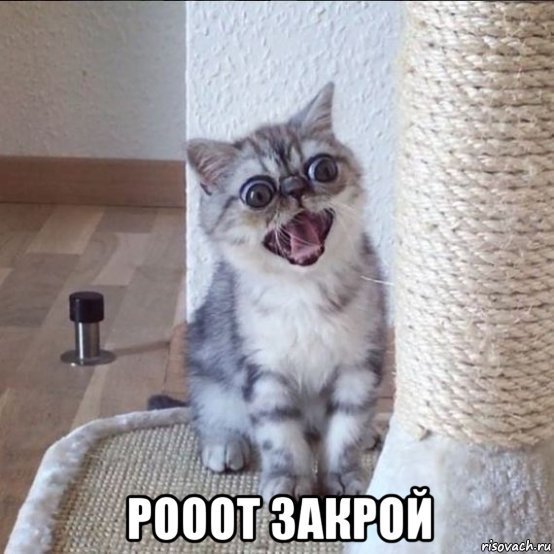 хмурый кот мем (3)
