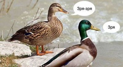 утка зря зря мем