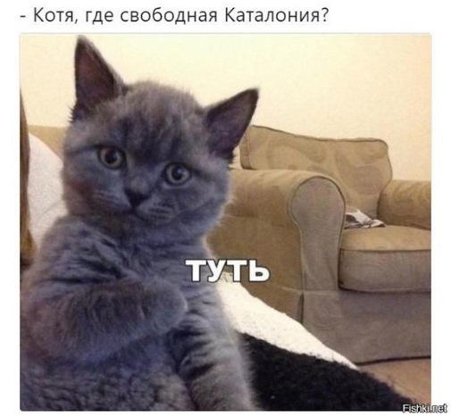 где живет доброта мем, котик где живет доброта, где живет доброта, котик где живет теплота, котик где мем, мем котик где, котик туть, котик туть откуда мем, котик туть шаблон, котик туть оригинал, история мема туть, мем туть, мем с котенком, серый котенок картинка, котик где мем, котик где туть, котик где туть мем