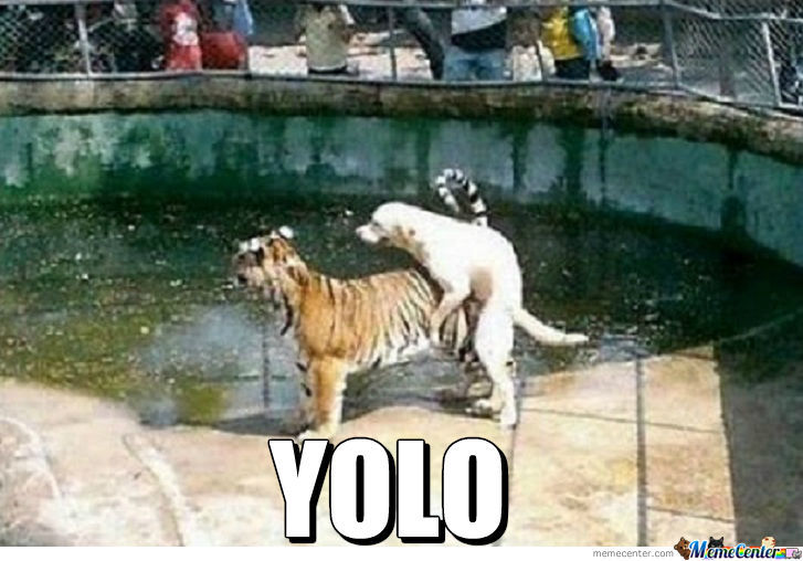 yolo (3)
