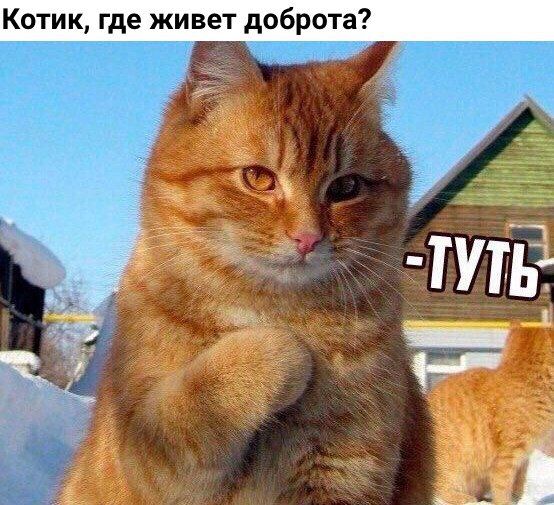 Котик где живет доброта?