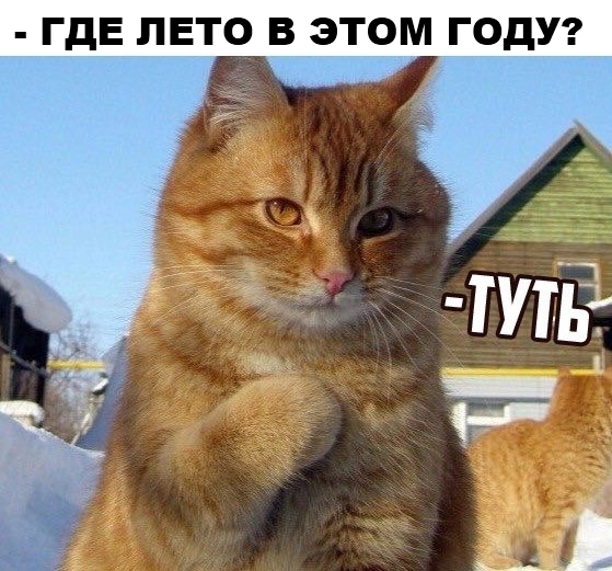 где живет доброта мем, котик где живет доброта, где живет доброта, котик где живет теплота, котик где мем, мем котик где, котик туть, котик туть откуда мем, котик туть шаблон, котик туть оригинал, история мема туть, мем туть, мем с котенком, серый котенок картинка, котик где мем, котик где туть, котик где туть мем
