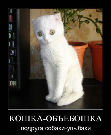 кошка объебошка