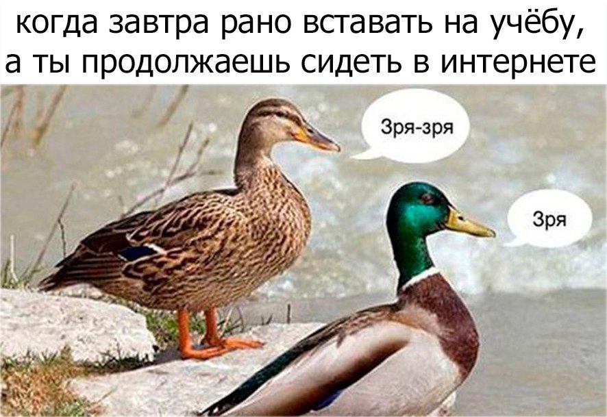 мем утка зря (1)