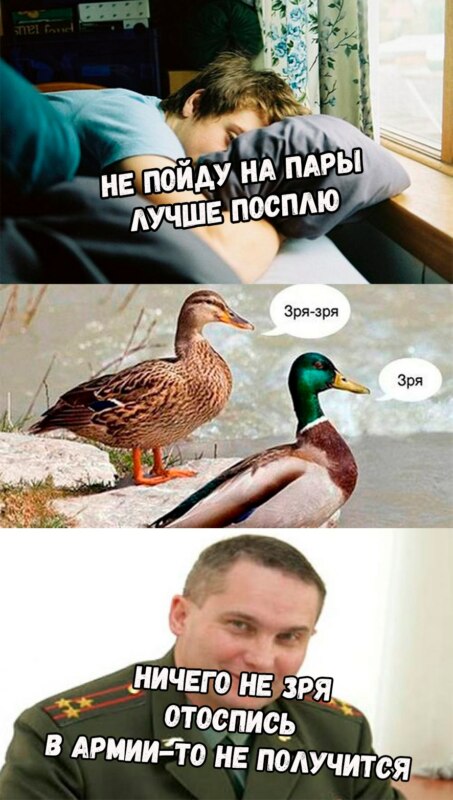 мем утка зря (2)