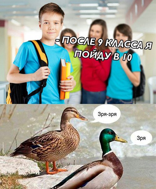 мем утка зря (4)