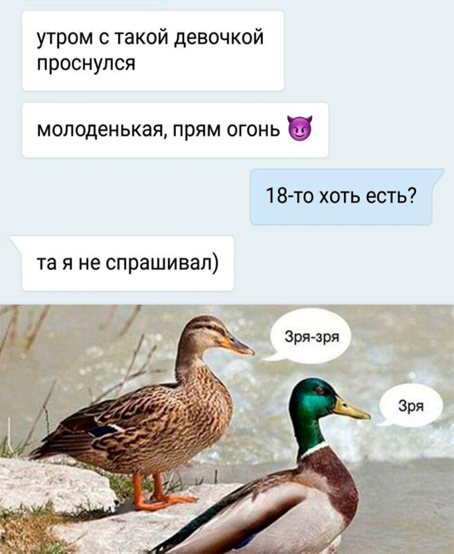 мем утка зря (5)