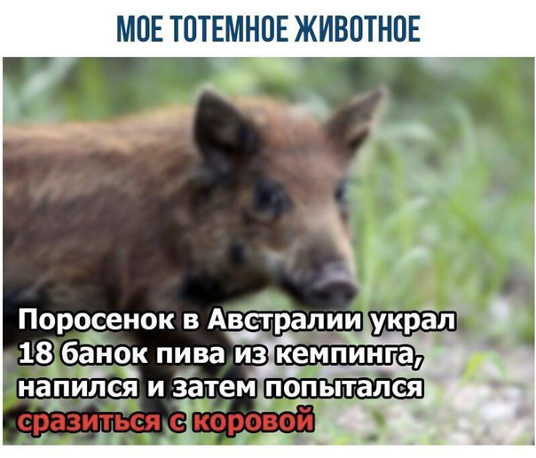 Мое тотемное животное, Spirit animal, тотемное животное, мем тотемное животное, тотемное животное мем