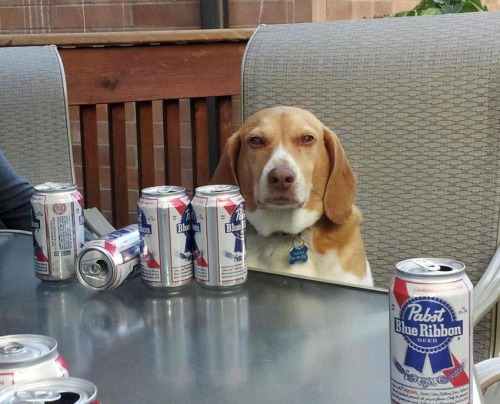Мое тотемное животное, Spirit animal, тотемное животное, мем тотемное животное, тотемное животное мем