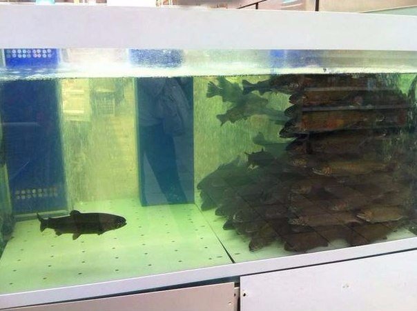 Непопулярная рыба, What did he do, рыба в аквариуме одна, рыба в аквариуме мем, мем рыба в аквариуме, мем непопулярная рыба, непопулярная рыба мем, рыбы в аквариуме мем