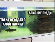 Непопулярная рыба, What did he do, рыба в аквариуме одна, рыба в аквариуме мем, мем рыба в аквариуме, мем непопулярная рыба, непопулярная рыба мем, рыбы в аквариуме мем