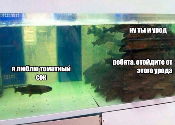 Непопулярная рыба, What did he do, рыба в аквариуме одна, рыба в аквариуме мем, мем рыба в аквариуме, мем непопулярная рыба, непопулярная рыба мем, рыбы в аквариуме мем