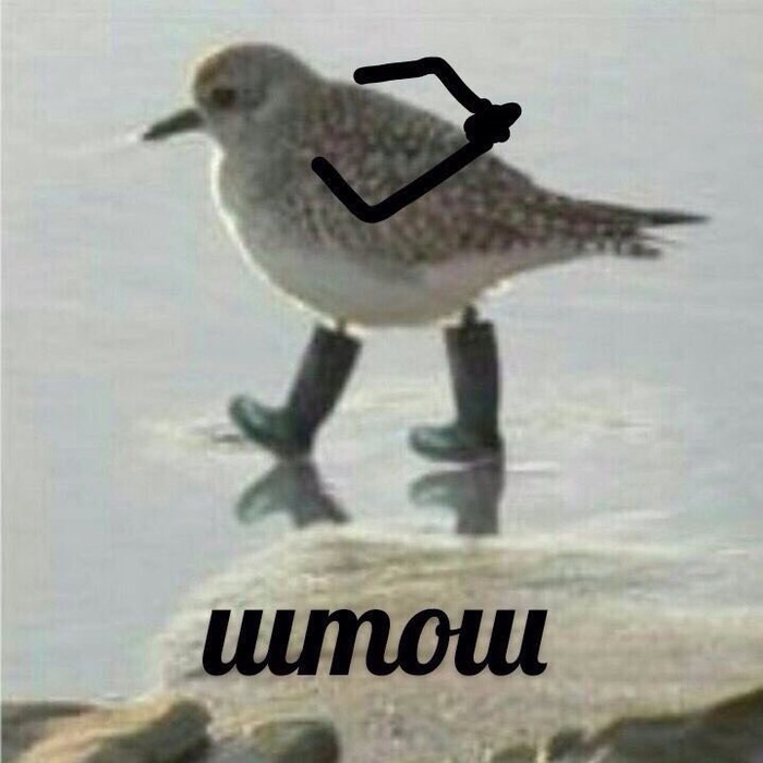 Штош, птица в сапогах, зяблик в сапогах, птица в сапогах штош, птица штош, мем штош, что такое штош, штош мем, откуда мем штош, что значит штош, что за птица штош, какая птица штош