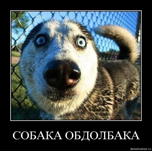 собака обдолбака