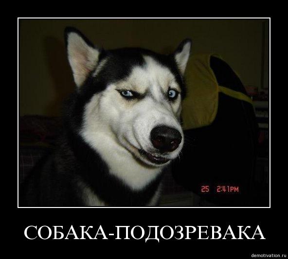 собака подозревака (1)