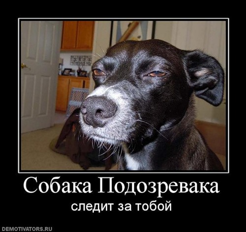 собака подозревака (2)