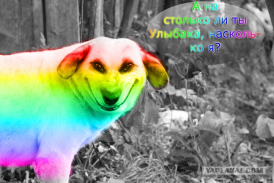 собака улыбака (4)