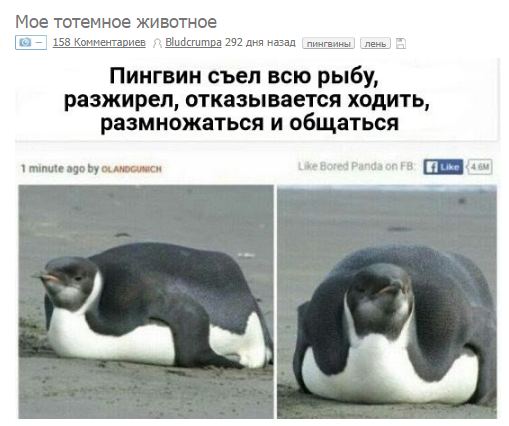 Мое тотемное животное, Spirit animal, тотемное животное, мем тотемное животное, тотемное животное мем