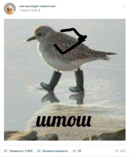 штош