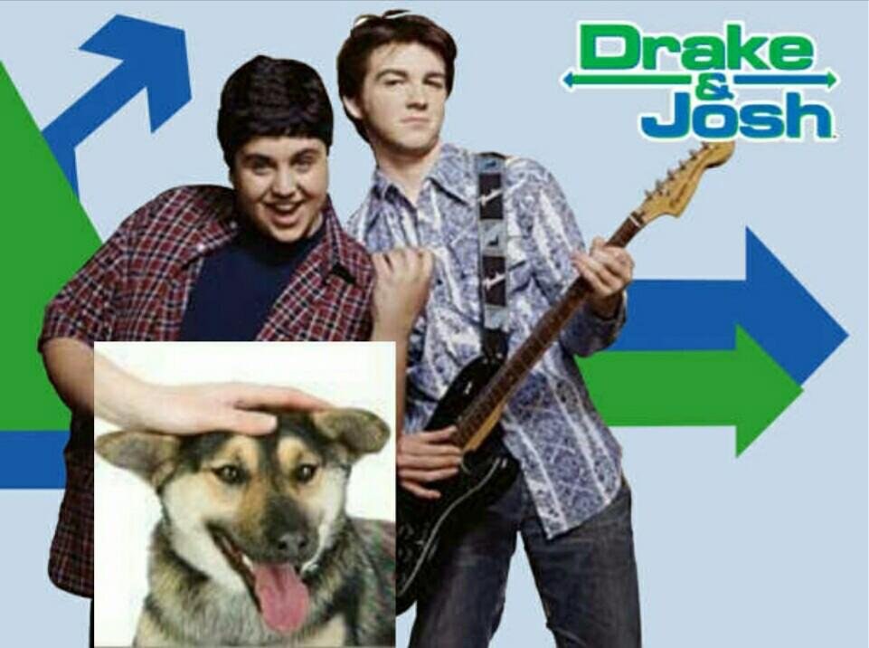 dog petting