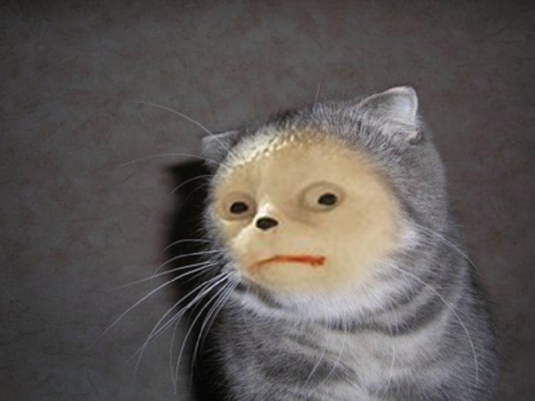 котейка