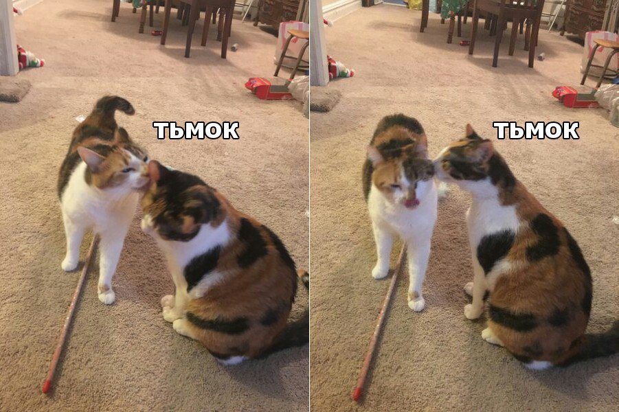 тьмок цмок (2)