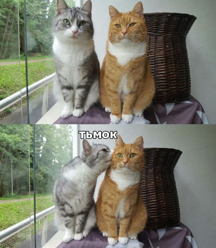 тьмок цмок (3)