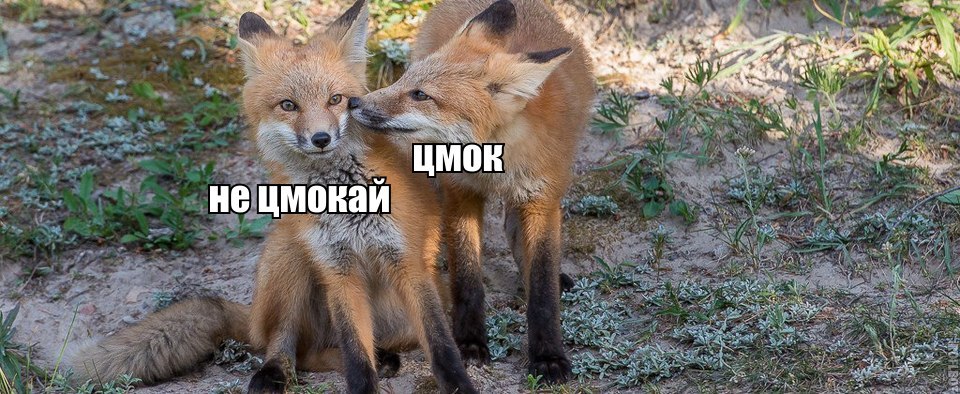 цмок