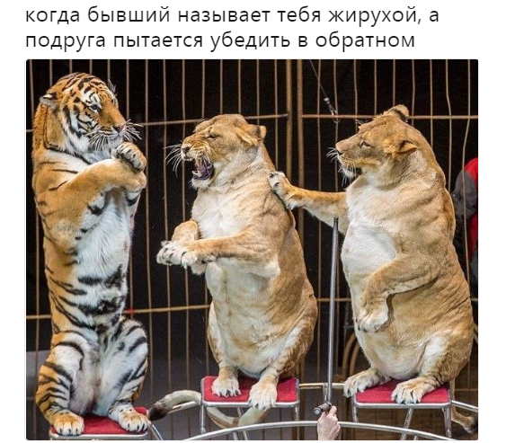 жирненькие львицы