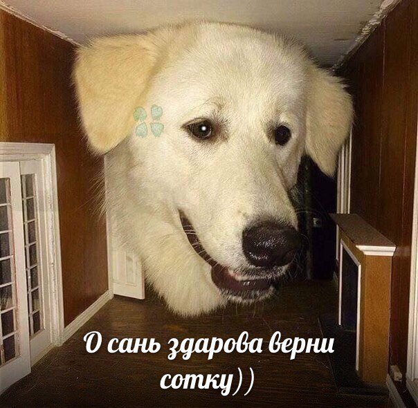 саня верни сотку мем (6)