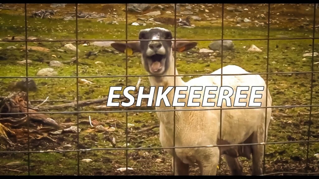 эшкере, эщкере, эщкере это,