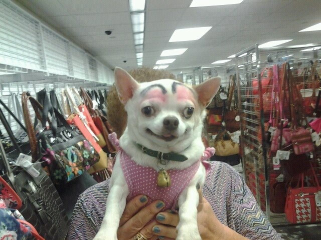 27-hilarious-photos-of-dogs-with-fake-eyebrows-that-will-make-your-day-so-much-better-16