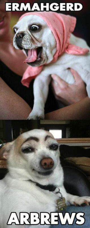 funny-dog-pics-142
