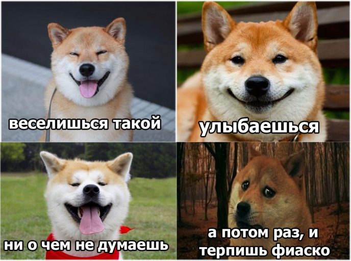 фиаско-собак