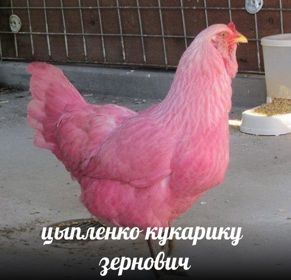мафиозник зубенко михаил петрович