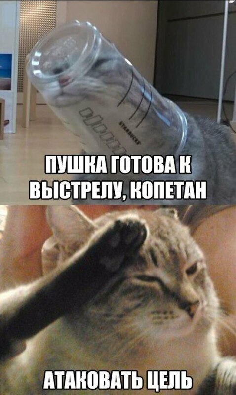 все отдают честь
